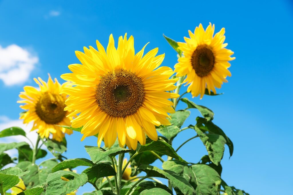 sunflower, kim-po, festival, september, mountain, landscape, travel, green, plant, leaf, nature, abstract, the outer, yellow, sky, blue sky, cloud, white clouds, yellow flower, focus, macro