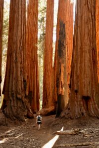 Hiker walking among towering redwoods in a California forest's natural beauty.