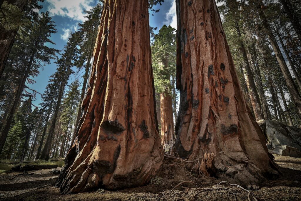 Towering sequoia trees create a captivating natural scene in a serene forest.
