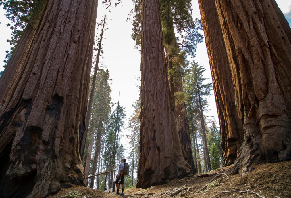 A hiker stands among giant redwood trees in a forest, showcasing nature's grandeur.