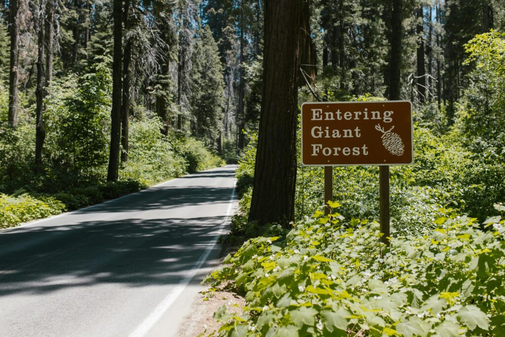 Entering Giant Forest, a scenic road surrounded by lush woodland in daylight.